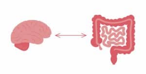 gut brain connection explained